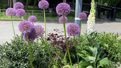 Calming Walk flowers