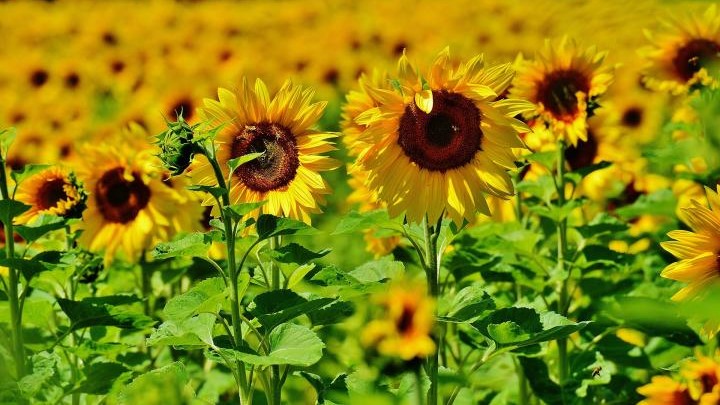 Sunflowers